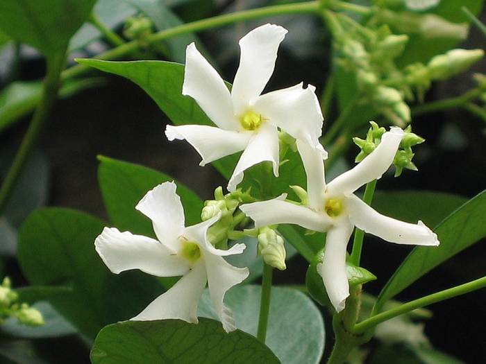   (Trachelospermum jasminoides),   