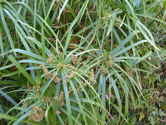   (Cyperus alternifolius),   