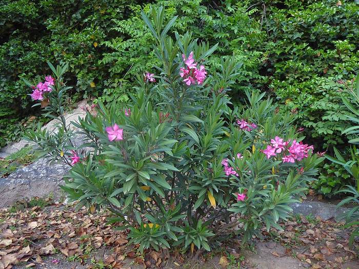  (Nerium oleander),   