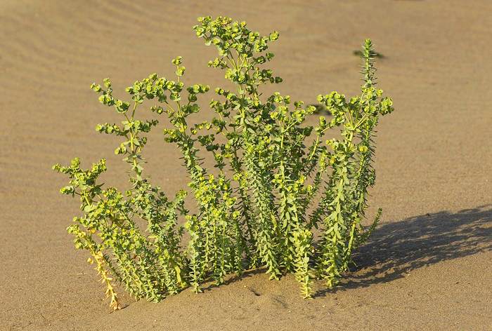   (Euphorbia paralias),   