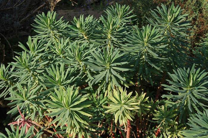  (Euphorbia characias),   