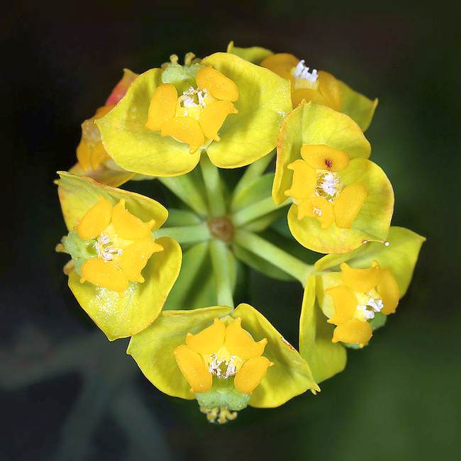   (Euphorbia cyparissias),   