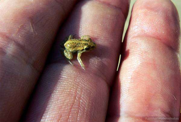 Лягушка Paedophryne, самая маленькая лягушка на планете, фото амфибии фотография
