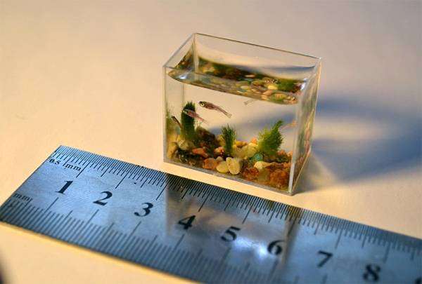 Рыбка Paedocypris progenetica, самое маленькое водное животное на планете, фото рыбы фотография