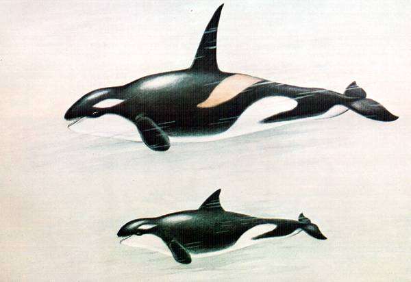  (Orcinus orca),     