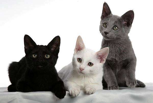 Русская белая, русская черная, русская голубая кошки, котята фото породы кошек фотография картинка