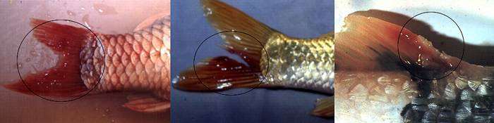 Псевдомоноз (плавниковая гниль) и болезнь хвостового стебля, фото болезни рыб фотография