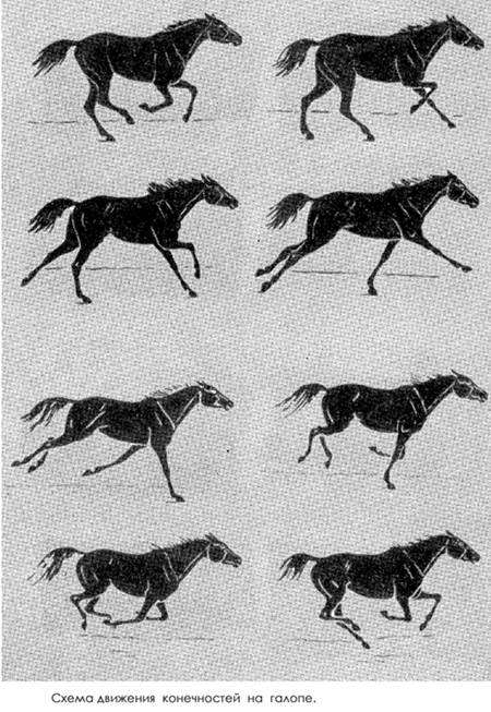 Схема движения конечностей лошади на галопе, черно белый рисунок картинка