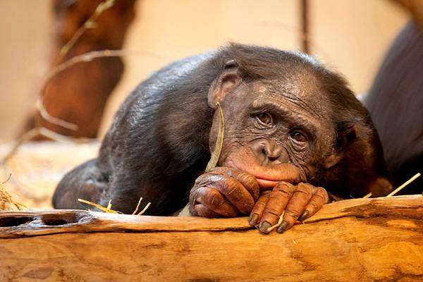 Шимпанзе, фото приматы фотография картинка