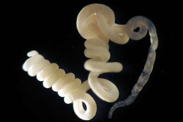 Морской червь Olavius algarvensis, фото фотография 
