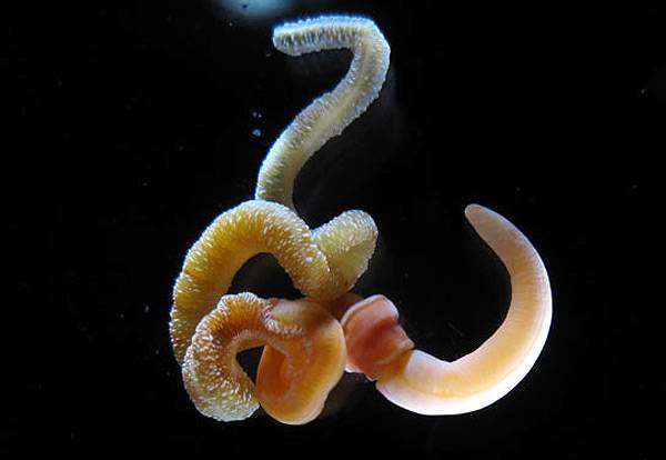 Морской червь (Saccoglossus kowalevskii), фото беспозвоночные животные фотография 