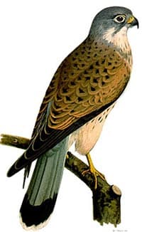  ,   (Falco tinnunculus), , 