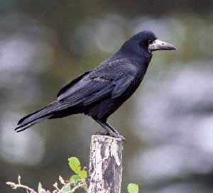  (Corvus frugilegus), , 