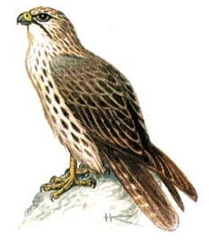  (Falco cherug), - , ,   nature.ok.ru