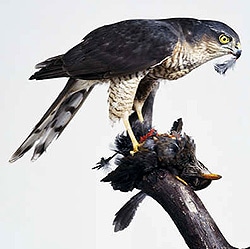 -   (Accipiter nisus), ,   http://dkimages.com/
