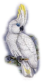  ,   (Cacatua ophthalmica)