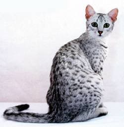 Египетская мау мао, египетский мау, фото фотография с http://meskhenet.co.uk/, породы кошек кошки