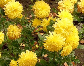 желтая хризантема (Chrysanthemum), фото фотография, цветы растения
