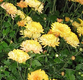 бронзовая хризантема, дубки (Chrysanthemum), фото фотография, цветы растения