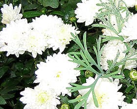 белая хризантема (Chrysanthemum), фото фотография, цветы растения