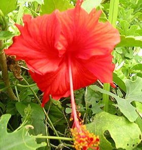  ,   (Hibiscus rosa-sinensis),   www.zooclub.ru,  