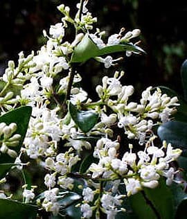   (Ligustrum japonicum),    http://www.jardineria.pro/,  
