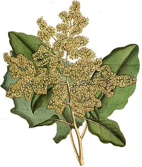   (Brachyglottis repanda), ,   http://www.botanicus.org,  
