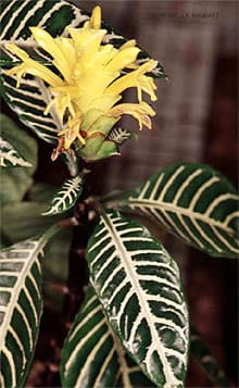   (Aphelandra squarrosa), ,   http://botany.cs.tamu.edu/ J.R.Marhart,  