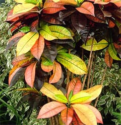  ,   (Codiaeum variegatum), ,   http://images.mooseyscountrygarden.com/,  