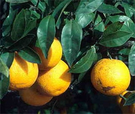 ,   (Citrus sinensis), ,   http://www.fourlangwebprogram.com/