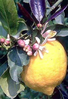  (Citrus limon), ,   http://www.tropicaflore.com/