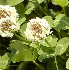   (Trifolium repens), ,  www.zooclub.ru