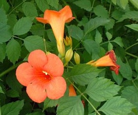   (<i>Campsis grandiflora</i> ), ,   www.pepinieres-huchet.com