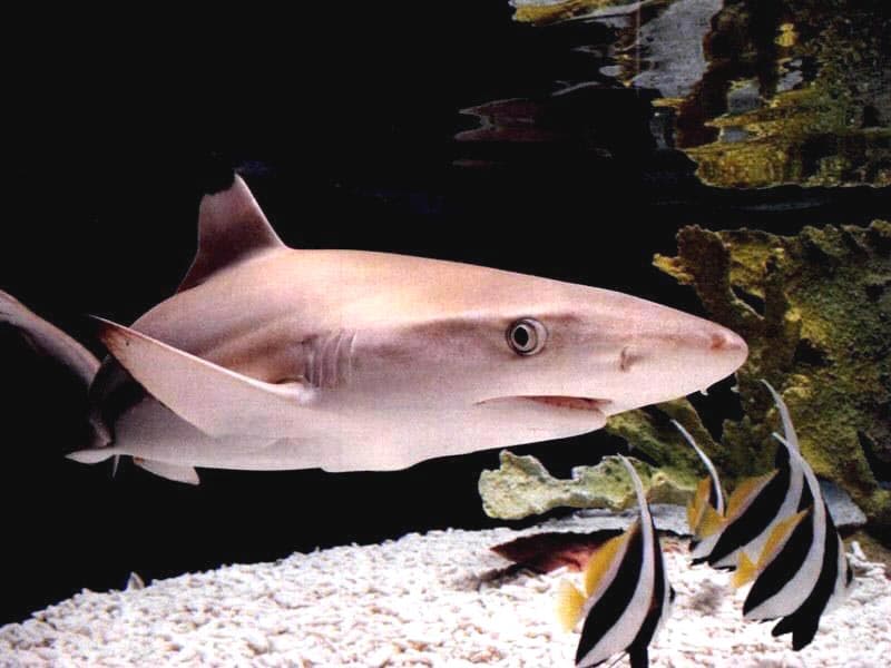   (Carcharhinus limbatus), ,  , 