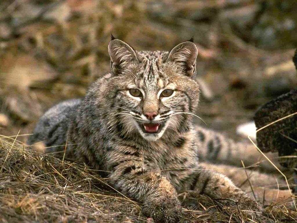  (Lynx lynx),     