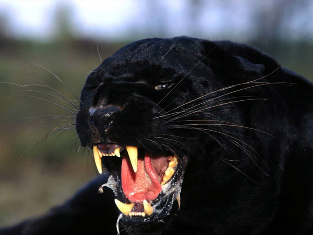 Черный леопард, черная пантера, фото фотография картинка