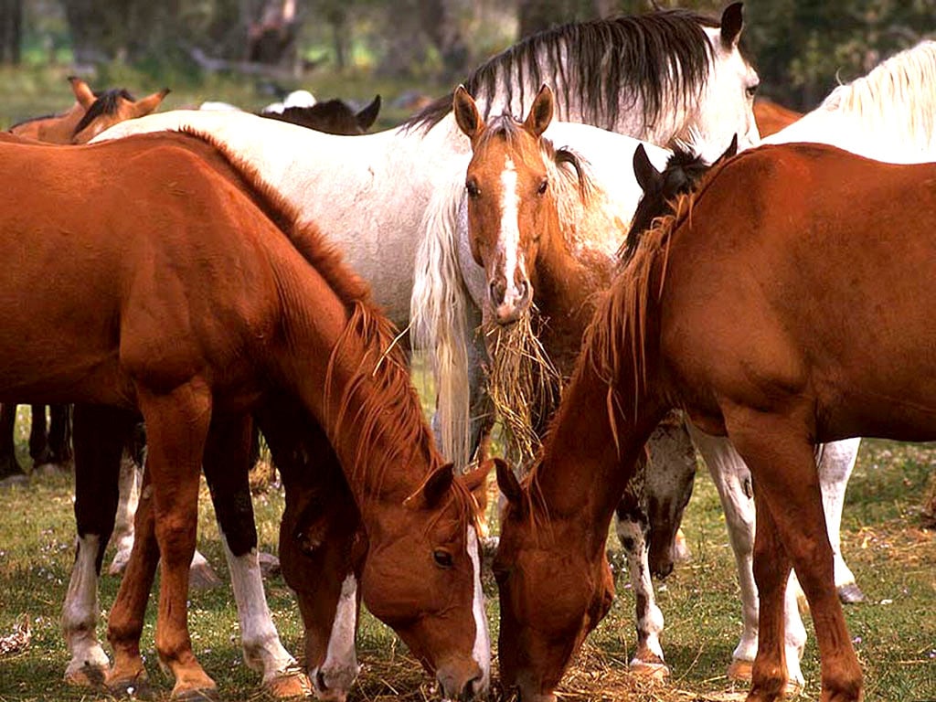 Табун лошадей, фото картинка фотография