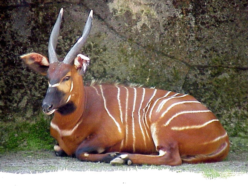 Бонго животное фото