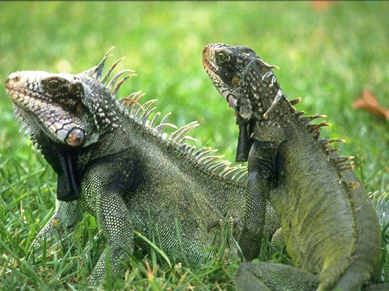   (Iguana iguana),     