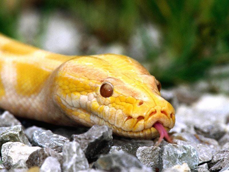   (Python molurus) , ,  , 