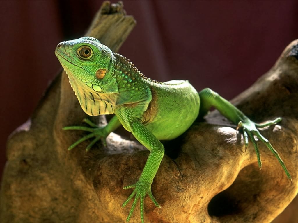 Зеленая игуана (Iguana iguana), фото рептилии ящерицы Америки фотография картинка