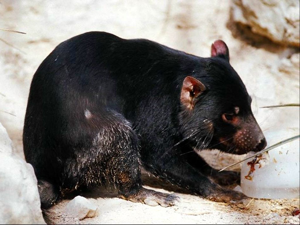 Тасманийский, или сумчатый дьявол (Sarcophilus harrisii), фото сумчатые животные фотография картинка