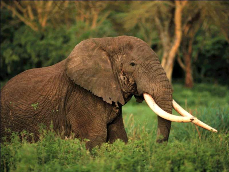 Африканский слон (Loxodonta  africana), фото животные фотография новости о животных