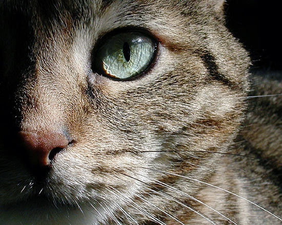 Кошка, глаз кошки, фото фотография