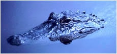  ,  (Alligator mississippiensis), , 