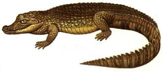  ,   (Caiman crocodiles),, 