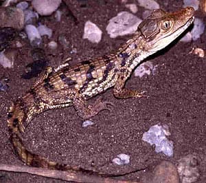  ,   (Caiman crocodilus),, 