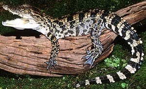 ,   (Crocodylus siamensis), , 