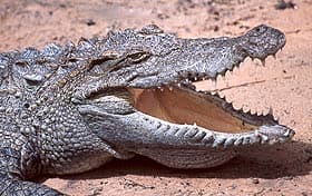 сиамский пресноводный крокодил, крокодил сиамский пресноводный (Crocodylus siamensis), фото, фотография