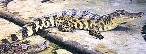 сиамский крокодил (Crocodylus siamensis), фото, фотография
